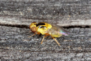 Zelenkhozka-patter fly Zelenkhozka-patter fly